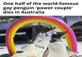 One half of the world-famous gay penguin 'power couple' dies in Australia INDIA TODAY