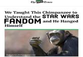 The HARD Times We Taught This Chimpanzee to Understand the STAR WARS FANDOM and He Hanged Himself Full story: thehardtimes.net