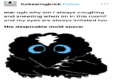furbearingbrick Follow me: ugh why am i always coughing and sneezing when im in this room? and my eyes are always irritated too the despicable mold spore: 00
