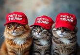 CATS for TRUMP CATS for TRUMP CATS for TRUMP