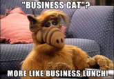 "BUSINESS CAT"? MORE LIKE BUSINESS LUNCH! made on Imgur