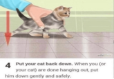 wikiHow 4 Put your cat back down. When you (or your cat) are done hanging out, put him down gently and safely.