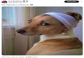 Eva McMillan @EvasTeslaSPlaid My dog likes a makeover. 9:49 PM - Sep 12, 2024 6,373 Views Subscribe