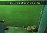 There's a cat in the gay bar