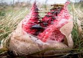 tysm for asking HERE IS MY LIST OF MUSHROOMS THAT ARE SCARIER THAN CHICKEN OF THE WOODS for all your Infected design needs 🧟‍♂️🍄

Starting STRONG with Clathrus Archeri, Devil's Fingers. This lil stinker smells like dead bodies to attract insects that help disperse its spores! 