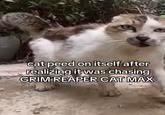 cat peed on itself after realizing it was chasing GRIM REAPER CAT MAX