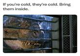 If you're cold, they're cold. Bring them inside.