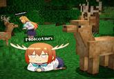 Koshitan @rayhuas Nokotan