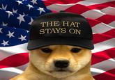 Dogwifhat meme with a baseball hat with the slogan "The Hat Stays On" on it.