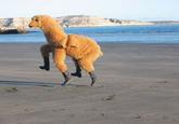 SCP-1545 is a two-person llama costume wearing galoshes. SCP-1545 can be opened along its midsection. Its interior is consistent with an average costume of its type, with space for two people, one with their legs in the rear legs, bending over into the midsection, and the other standing in the front with their two legs in the costume's front legs, standing straight up through the costume's neck. A tag near the costume's rear refers to it as "Larry the Loving Llama."

SCP-1545's anomalous effects do not become apparent until it is worn. Subjects wearing SCP-1545 will become extremely "in character", with the frontal person speaking as if they were "Larry the Loving Llama" and the rearward person performing various jigs. SCP-1545 behaves in an extremely docile manner.

Subjects inside SCP-1545 are not physically able to exit SCP-1545 without being pulled out, and show no desire to do so, although they will not resist removal. Unless forcefully removed from SCP-1545, subjects will continuously act as "Larry the Loving Llama" until they expire1. Subjects with a dead partner will still act as their appropriate half until they also expire. Removed subjects show memory of their time within SCP-1545; however, they show no knowledge of its anomalous properties. Subjects do not show any negative attitude towards their time inside SCP-1545, instead behaving as if their actions were typical.

SCP-1545 was discovered by authorities in [REDACTED] in an abandoned suburban home. Victims had died from dehydration. Autopsy indicated that the rearward operator had died 1 day earlier, and had severe bruising on her body from being dragged throughout the household by the frontal partner. SCP-1545 was confiscated by Foundation personnel after its anomalous properties had been discovered. Class-A amnestics were administered.