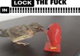 A screenshot of a baby bird screaming at an angry bird toy. The image is captioned, "Lock tf in!!" 