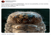 Badíabracadabra @ElBadiablo Este pokemon se llama DEMODEX, vive en tus pestañas, en las noches sale a comer cagar y coger en ellas. Bonito fin de semana. Translate post 1:39 PM Jan 28, 2022