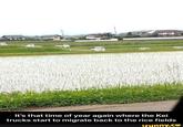 It's that time of year again where the Kei trucks start to migrate back to the rice fields ifunny.co