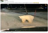 The Polar Bear In Arlington Texas Meme Is So Funny To Me Polar Bear the-polar-bear-in-arlington-texas-meme-is-so-funny-to-me-polar-bear