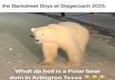 the polar bear in arlington texas meme is so funny to me | Polar Bear