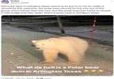 An image of a polar bear in the street captioned "what da hell is a polar bear doin in arlington texas." A Twitter user writes about the meme.