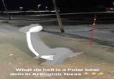 What da hell is a Polar bear doin in Arlington Texas
