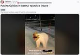 An image of a polar bear in the street captioned "what da hell is a polar bear doin in arlington texas" photoshopped to resemble a Goldie from Splatoon. The post is criticizing the appearance of Goldies in "normal rounds."