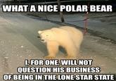 WHAT A NICE POLAR BEAR I, FOR ONE, WILL NOT QUESTION HIS BUSINESS OF BEING IN THE LONE STAR STATE