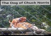 The Dog of Chuck Norris