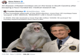 Stew Peters @realstewpeters 40 disease-infested monkeys are on the loose in South Carolina after escaping a Fauci-funded bio-medical research lab. Frankie Stockes @realStockes · 20h • In the immediate aftermath of the 2024 election, more than 40 monkeys have 'escaped' a BIO-MEDICAL 'RESEARCH' LAB in South Carolina. In 2020, this lab received a more than $4 million 'COVID-19 contract' for monkey experimentation from Fauci's NIH. 1:12 PM ⚫ Nov 7, 2024 136.2K Views • LABORATOR NIAID