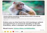 00 24 BBC NEWS Forty-three monkeys on the loose after escaping from US research lab Officials in rural South Carolina say the female rhesus mon... bbc.in Police are on the hunt for 43 monkeys which escaped from a research facility in South Carolina, after a keeper left their pen open Read more: https://bbc.in/48Dp9bL 550 15:39