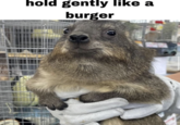 hold gently like a burger