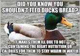 DID YOU KNOW YOU SHOULDN'T FEED DUCKS BREAD? IT MAKES THEM ILL DUE TO NOT CONTAINING THE RIGHT NUTRITION OR CALORIES FOR THEM TO STAY WARM IN WATER Imgflip.com