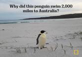 Why did this penguin swim 2,000 miles to Australia?