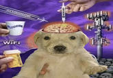 The "dog":https://knowyourmeme.com/memes/subcultures/dogs meme "Jotchua":https://knowyourmeme.com/memes/jotchua with his brain exposed, being injected with mercury, while also being exposed to "fluoride":https://knowyourmeme.com/memes/fluoride-stare, "5G radiation":https://knowyourmeme.com/memes/5g-conspiracy-theories, aluminum "Chemtrails":https://knowyourmeme.com/memes/chemtrail-conspiracy-theories, Wi-Fi and the "ADHD":https://knowyourmeme.com/memes/cultures/attention-deficit-hyperactivity-disorder-adhd medication Ritalin, all set over a purple background. 