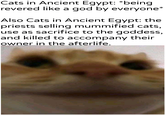 Cats in Ancient Egypt: *being revered like a god by everyone* Also Cats in Ancient Egypt: the priests selling mummified cats, use as sacrifice to the goddess, and killed to accompany their owner in the afterlife. u/Khantlerpartesar