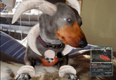 An edit of the side eye dog meme made to look like the Pokemon Houndoom. The meme is based on an actual Pokemon trading card where Houndoom is giving a side eye.