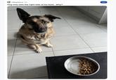 r/Dog Advice 19h Dog only eats the right side of his food.. Why? Join