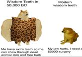 Wisdom Teeth in 50,000 BC se Modern wisdom teeth Me have extra teeth so me can chew through dead animal skin and tree bark My jaw hurts, I need a $2000 surgery