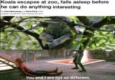 Koala escapes at zoo, falls asleep before he can do anything interesting By Cheri Mossburg and Dana Ford, CNN updated 7:58 AM EST, Wed February 26, 2014 You and I are not so different,