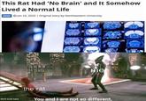 This Rat Had 'No Brain' and It Somehow Lived a Normal Life NEWS Jan 25, 2020 | Original story by Northeastern University don't look here D me H the rat You and I are not so different,