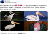 james @oxytocinether BREAKING NEWS | 5 pelicans have attempted to eat Sleep Token's Bassist, III, but hall have failed due to him being too large 11:42 AM • Dec 9, 2024 8,966 Views