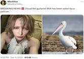 Misshitsu @bakkuchikku BREAKING NEWS Visual Kei guitarist MiA has been eaten by a pelican. 4:54 PM • Dec 9, 2024 613.6K Views