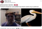 finn ≥≤ @jesse_stinkman_ BREAKING NEWS | Twitch streamer Jema985 has been eaten by a pelican 10:49 PM Dec 9, 2024 10.2K Views