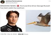 anxious horse pecco @iensonbutton BREAKING NEWS | has been eaten by a pelican Formula One driver George Russell • 1:52 PM Dec 9, 2024 254.2K Views