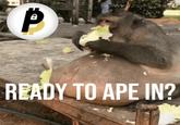An image of a fat monkey eating lettuce. The caption reads, "Ready to ape in?"