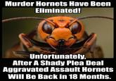 Murder Hornets Have Been Eliminated! Unfortunately, After A Shady Plea Deal Aggravated Assault Hornets Will Be Back in 18 Months.
