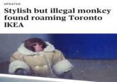 UPDATED Stylish but illegal monkey found roaming Toronto IKEA