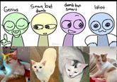 X user @QTsnack's Genius, Smart but Dumb, Dumb but Smart, Idiot meme about their cats
