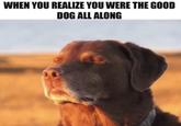 WHEN YOU REALIZE YOU WERE THE GOOD DOG ALL ALONG