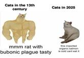 Cats in the 13th century Cats in 2025 mmm rat with bubonic plague tasty this imported organic salmon is cold cant eat it