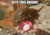 A meme depicting a horseshoe crab offering someone onions. The meme is captioned, "bite this onions."