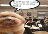 A meme showing "Scoobert":https://knowyourmeme.com/memes/scoobert-and-churchill as a teacher. In the meme he says, "In my 10 days of teaching I've never seen a class this bad."