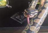 He made the face. Hope no one minds of I put this here.