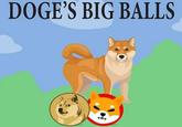 GUYS WHY MY DOGE'S BALLS BIG? | /r/okbuddyretard DOGE'S BIG BALLS